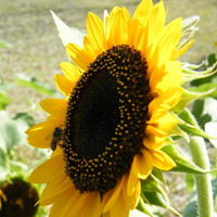 好看的微信头像向日葵图片唯美(18张)