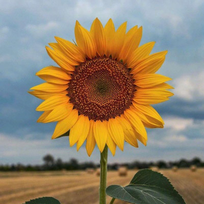 好看的微信头像向日葵图片唯美(18张)