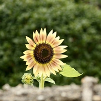 好看的微信头像向日葵图片唯美(18张)