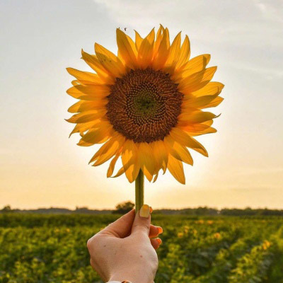 好看的微信头像向日葵图片唯美(18张)