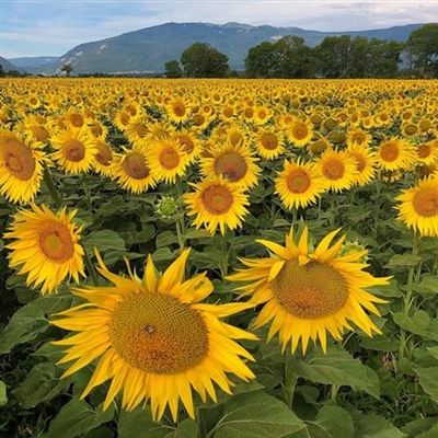 好看的微信头像向日葵图片唯美(18张)