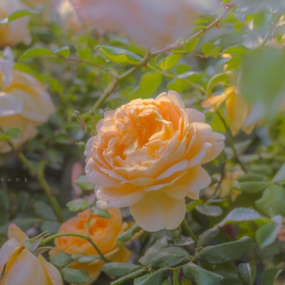 女人最旺财的微信头像(优选24张)