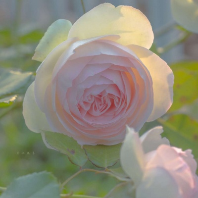 女人最旺财的微信头像(优选24张)