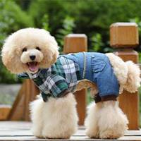 最近特别火的穿衣服狗头像(精选16张)