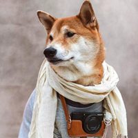 最近特别火的穿衣服狗头像(精选16张)