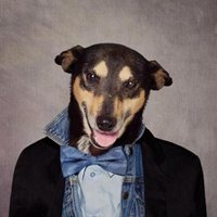 最近特别火的穿衣服狗头像(精选16张)