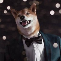 最近特别火的穿衣服狗头像(精选16张)