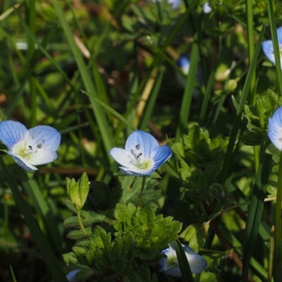 勿忘我花头像图片大全(16张)