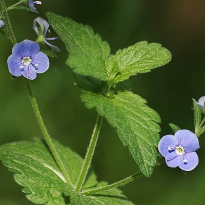 勿忘我花头像图片大全(16张)