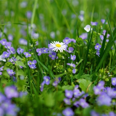 勿忘我花头像图片大全(16张)
