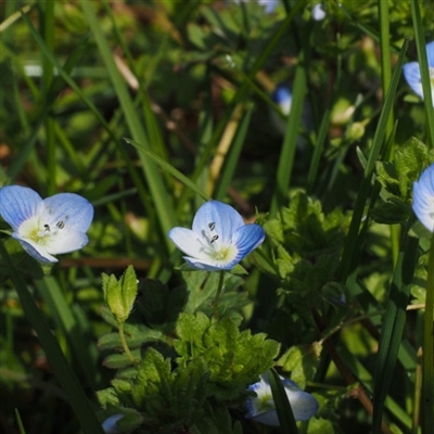 勿忘我花头像图片大全(16张)