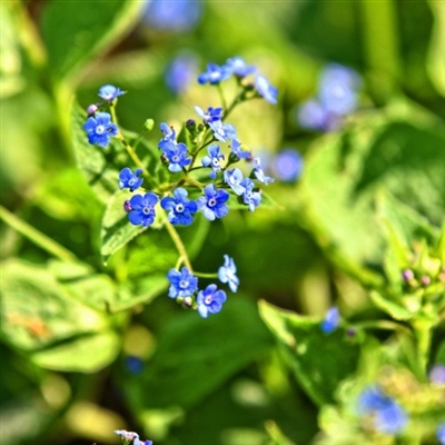 勿忘我花头像图片大全(16张)