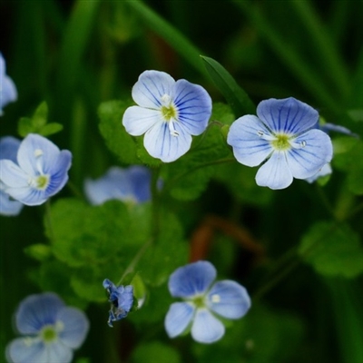 勿忘我花头像图片大全(16张)