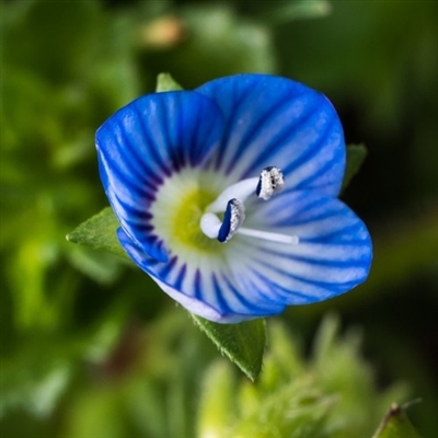 勿忘我花头像图片大全(16张)
