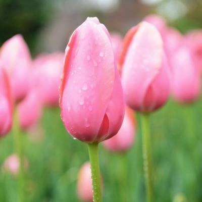 给女人带来好运的头像(优选24张)