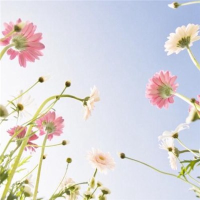 给女人带来好运的头像(优选24张)