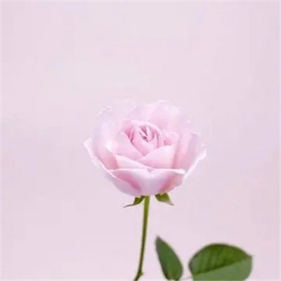 给女人带来好运的头像(优选24张)