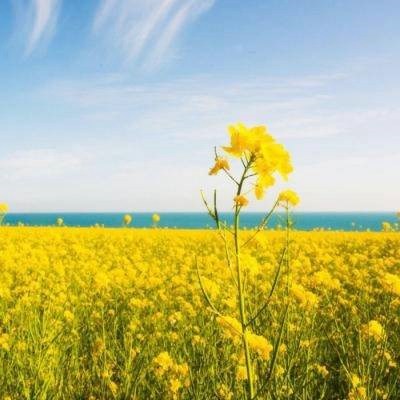 给女人带来好运的头像(优选24张)