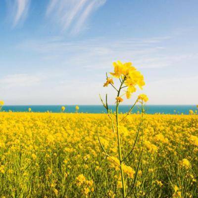 带来好运的风景头像图片大全(优选26张)