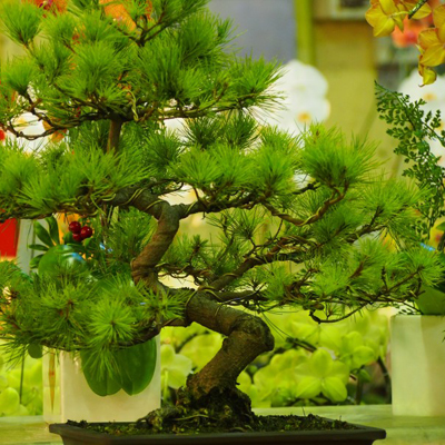 带来好运的风景微信头像图片(精选20张)