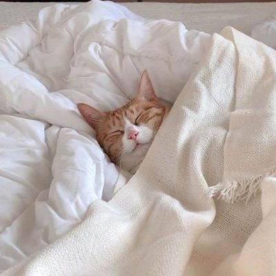 超级呆萌猫咪头像图片(精选24张)