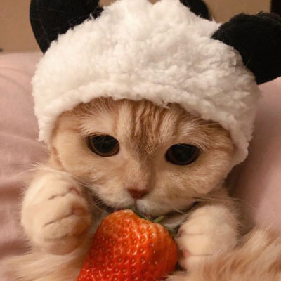 超级呆萌猫咪头像图片(精选24张)