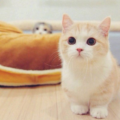 超级呆萌猫咪头像图片(精选24张)