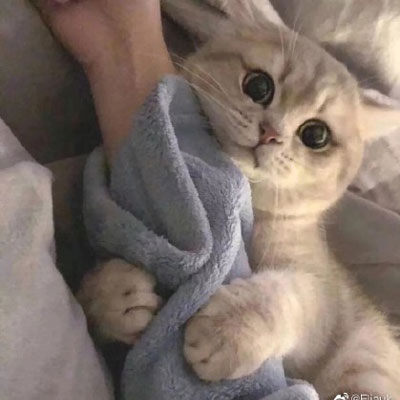 超级呆萌猫咪头像图片(精选24张)