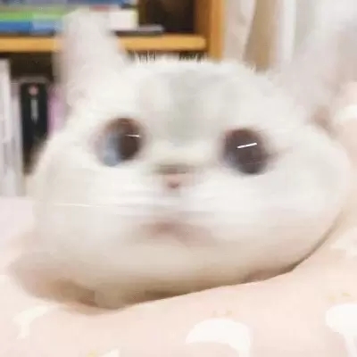 超级呆萌猫咪头像图片(精选24张)