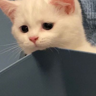 超级呆萌猫咪头像图片(精选24张)