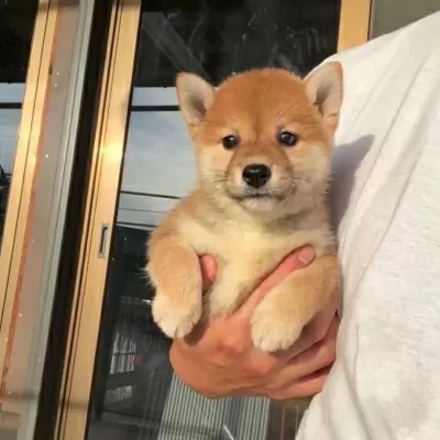 超级呆萌猫咪头像图片(精选24张)