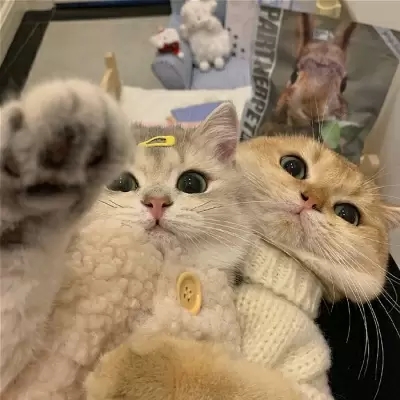 超级呆萌猫咪头像图片(精选24张)