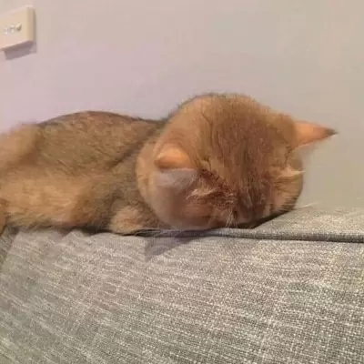 qq猫咪头像萌萌系图片(优选22张)