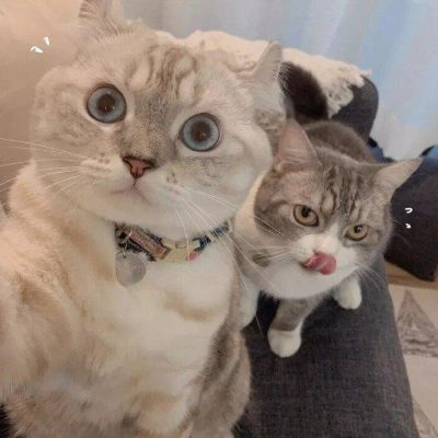 qq猫咪头像萌萌系图片(优选22张)