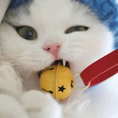 qq猫咪头像萌萌系图片(优选22张)