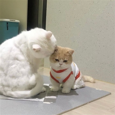 qq猫咪头像萌萌系图片(优选22张)