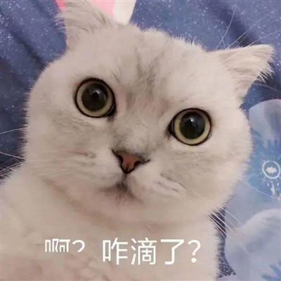 qq猫咪头像萌萌系图片(优选22张)