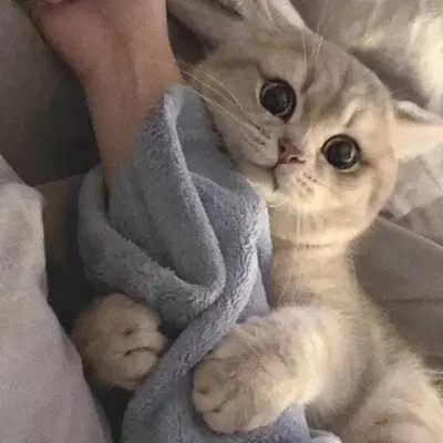 qq猫咪头像萌萌系图片(优选22张)