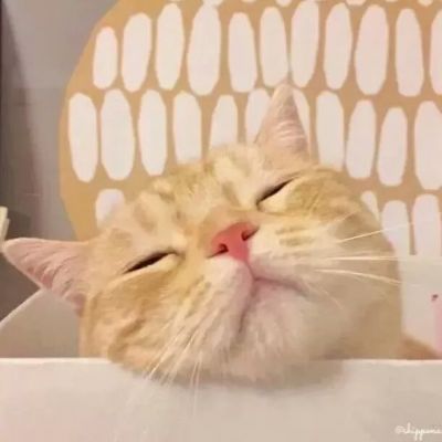 qq猫咪头像萌萌系图片(优选22张)