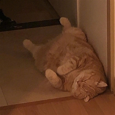 qq猫咪头像萌萌系图片(优选22张)