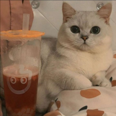 qq头像小猫超可爱头像(优选18张)