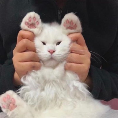 qq头像小猫超可爱头像(优选18张)