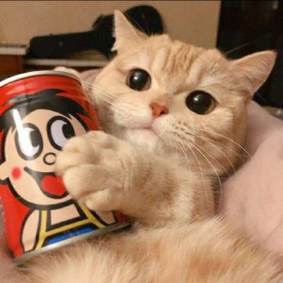 qq头像小猫超可爱头像(优选18张)