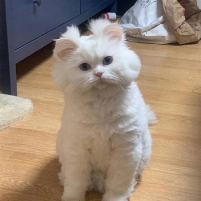 qq头像小猫超可爱头像(优选18张)