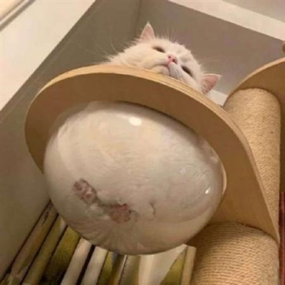 qq头像小猫超可爱头像(优选18张)