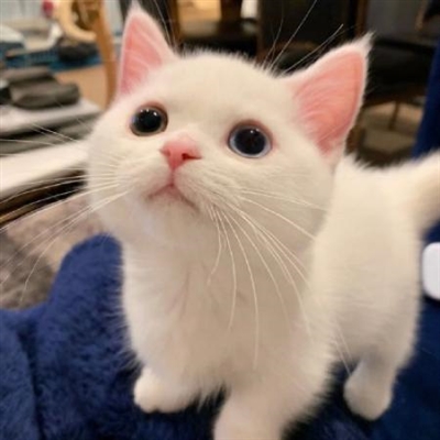 qq头像小猫超可爱头像(优选18张)