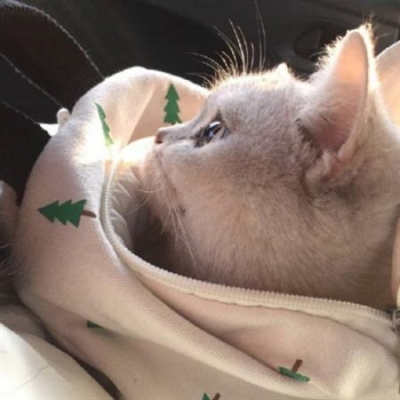 qq头像小猫超可爱头像(优选18张)