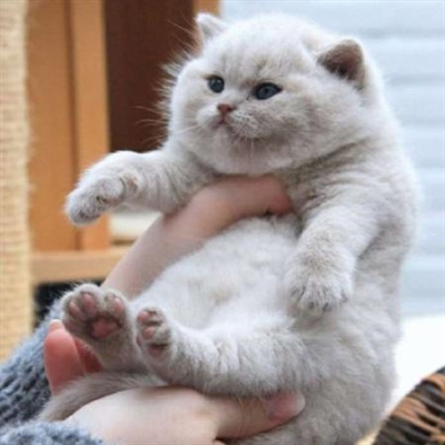 qq头像小猫超可爱头像(优选18张)