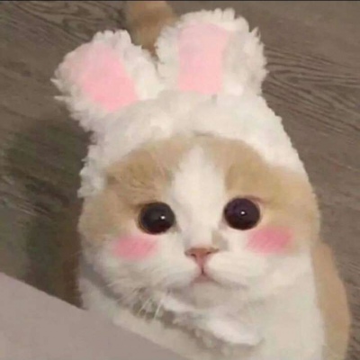 qq头像小猫超可爱头像(优选18张)