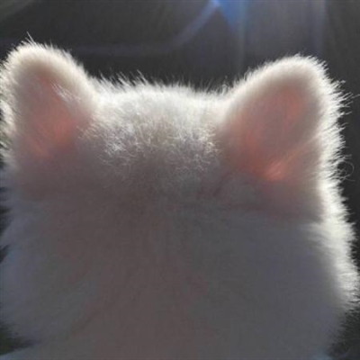 qq头像小猫超可爱头像(优选18张)